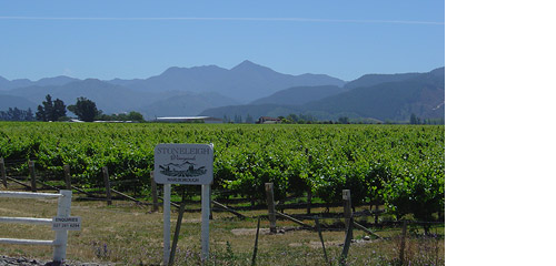 (Wine Vineyards)