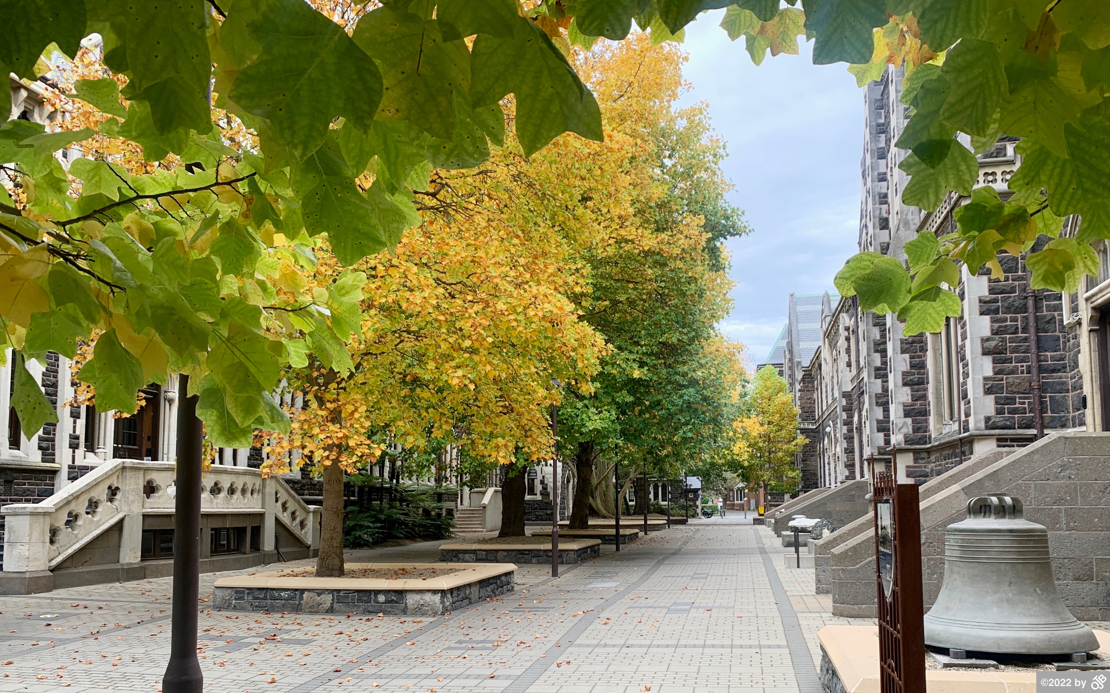 University Trees