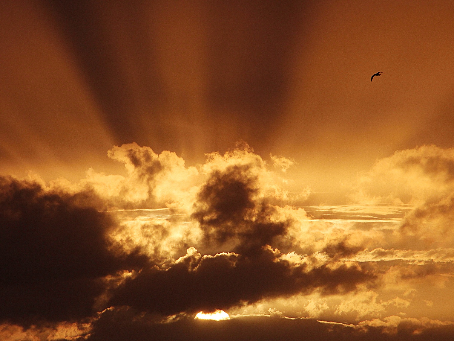 Crepuscular Rays