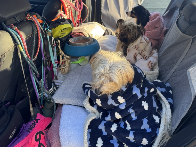 Dogs in Car