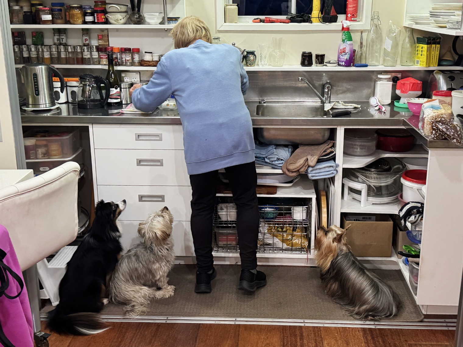 Hopeful Dogs