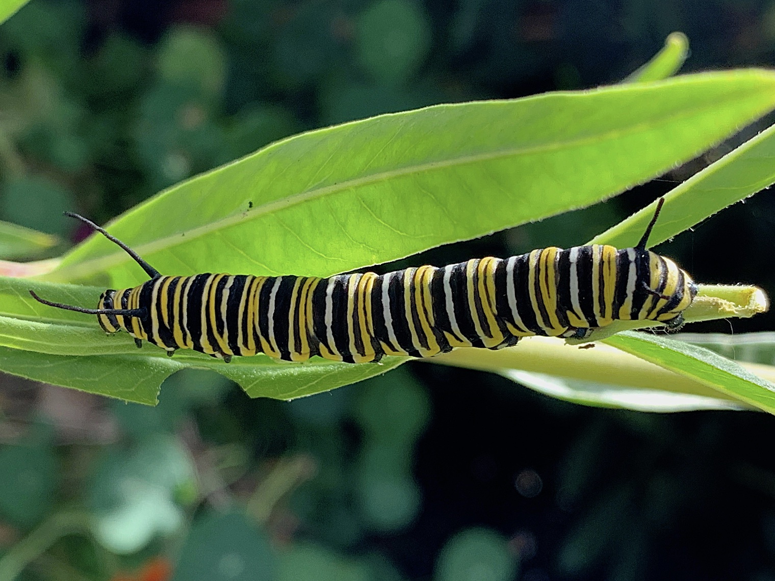 Caterpillar