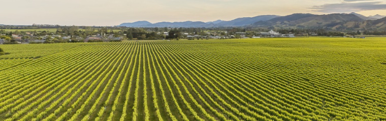 Vineyards