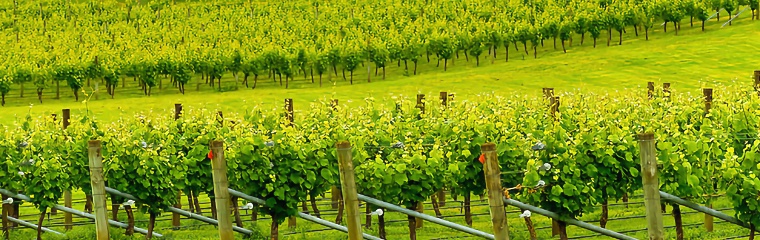 Vineyards